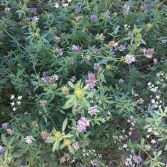 Medicago sativa sativa