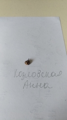 Harmonia axyridis