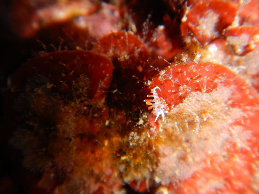 Flabellina gaditana