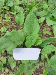 Plantago major