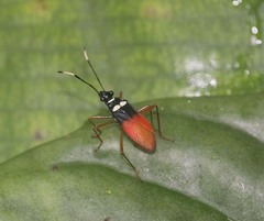 Dindymus albicornis
