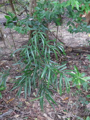 Podocarpus grayae