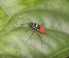 Dindymus albicornis