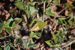 Platylobium triangulare