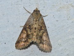 Lophoptera anthyalus