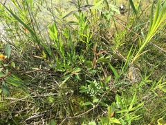 Equisetum variegatum