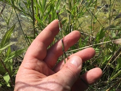 Equisetum variegatum