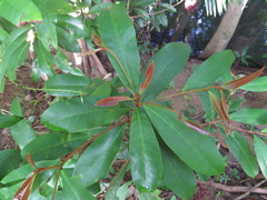 Palaquium galactoxylum