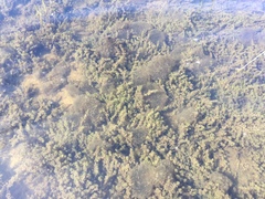 Charophyta