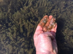 Charophyta