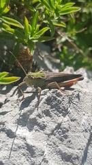 Stenobothrus rubicundulus