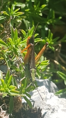 Stenobothrus rubicundulus