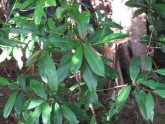 Palaquium galactoxylum