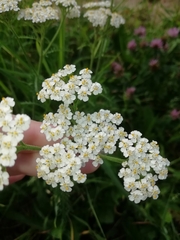 Achillea millefolium