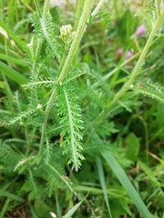 Achillea millefolium