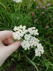 Achillea millefolium
