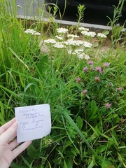 Achillea millefolium