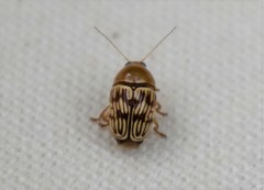 Cryptocephalus fulguratus