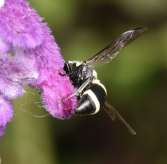 Pachodynerus californicus