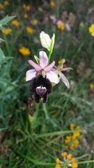 Ophrys bertolonii