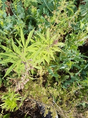 Cannabis sativa spontanea