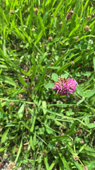 Trifolium pratense
