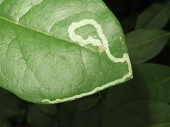 Aulagromyza cornigera