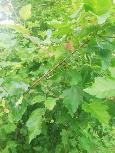Acer tataricum