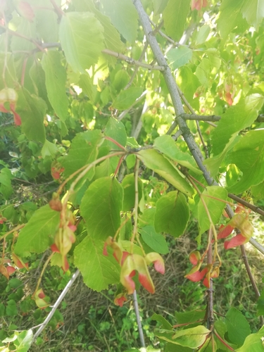 Acer tataricum