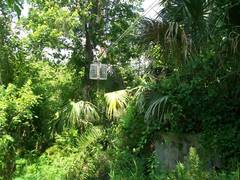 Passerina ciris ciris