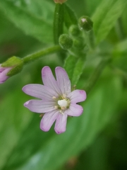 Epilobium ciliatum