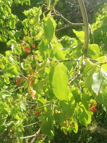 Acer tataricum