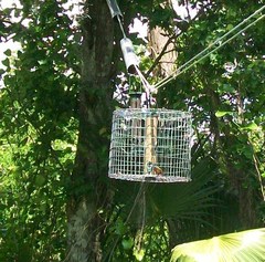 Passerina ciris ciris