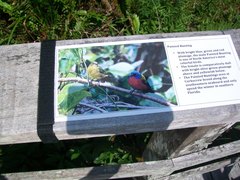 Passerina ciris ciris