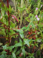 Epilobium ciliatum