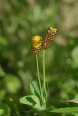 Trifolium spadiceum