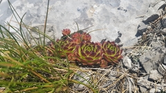 Sempervivum marmoreum