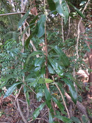 Planchonella chartacea