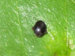 Scirtes hemisphaericus