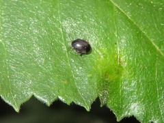 Scirtes hemisphaericus