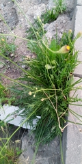 Scorzoneroides autumnalis