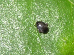 Scirtes hemisphaericus