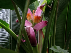Musa ornata