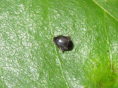 Scirtes hemisphaericus