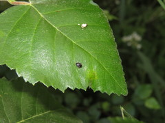 Scirtes hemisphaericus