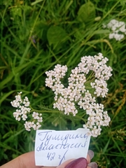 Achillea millefolium