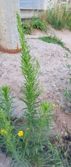 Erigeron canadensis