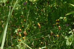 Trifolium spadiceum