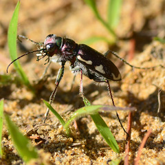 Cicindela scutellaris lecontei