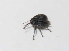 Archarius salicivorus